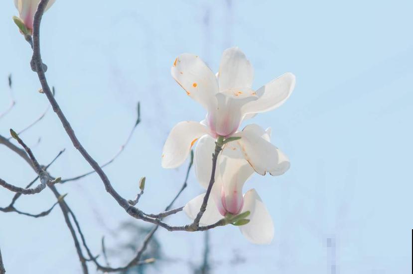 花市卖的花,都是老外培育的品种,国产花有哪些? 花市卖的花,都是老外培育的品种,国产花有哪些?
