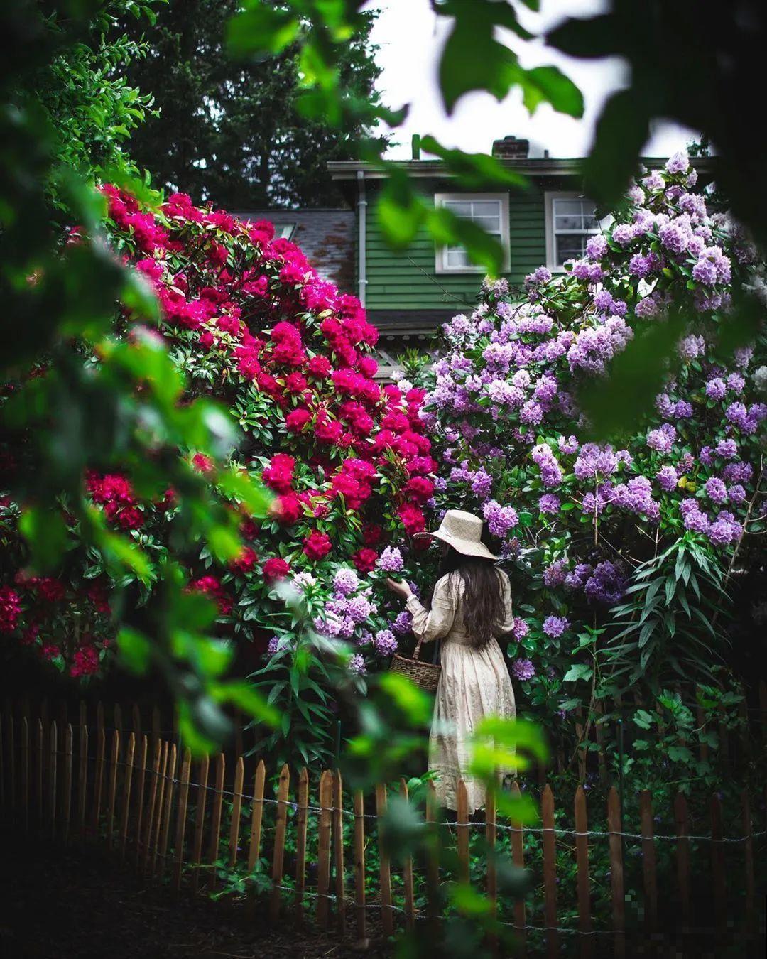 门口养棵大花树,风吹就开花,20年变成传家宝! 门口养棵大花树,风吹就开花,20年变成传家宝!