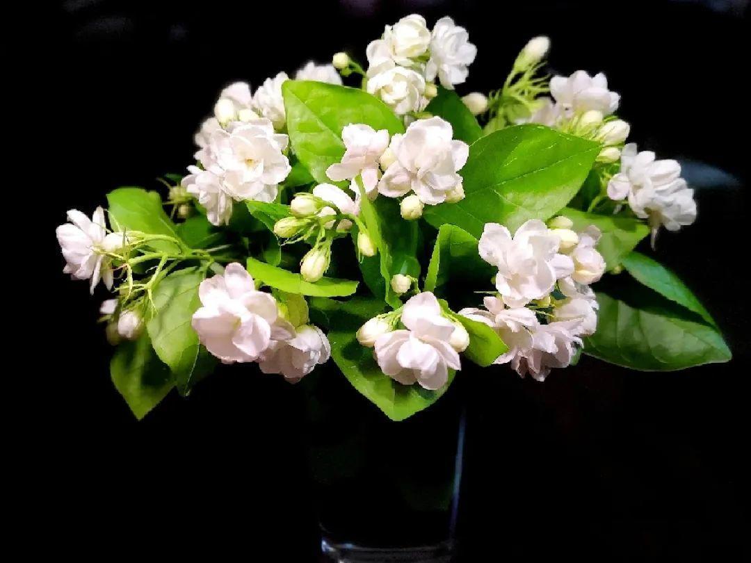 最好吃的5种花,长一茬吃一茬,都快薅秃了! 最好吃的5种花,长一茬吃一茬,都快薅秃了!