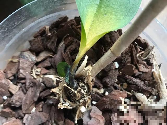 夏天潮湿闷热，一不小心花就烂根，看准时机砍掉，照样长出新叶子