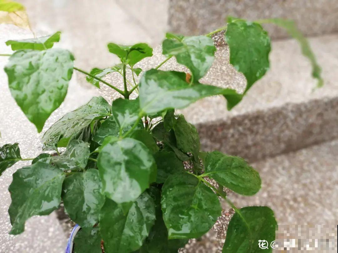 20种花,夏天这么浇水,长得快、开花多! 20种花,夏天这么浇水,长得快、开花多!