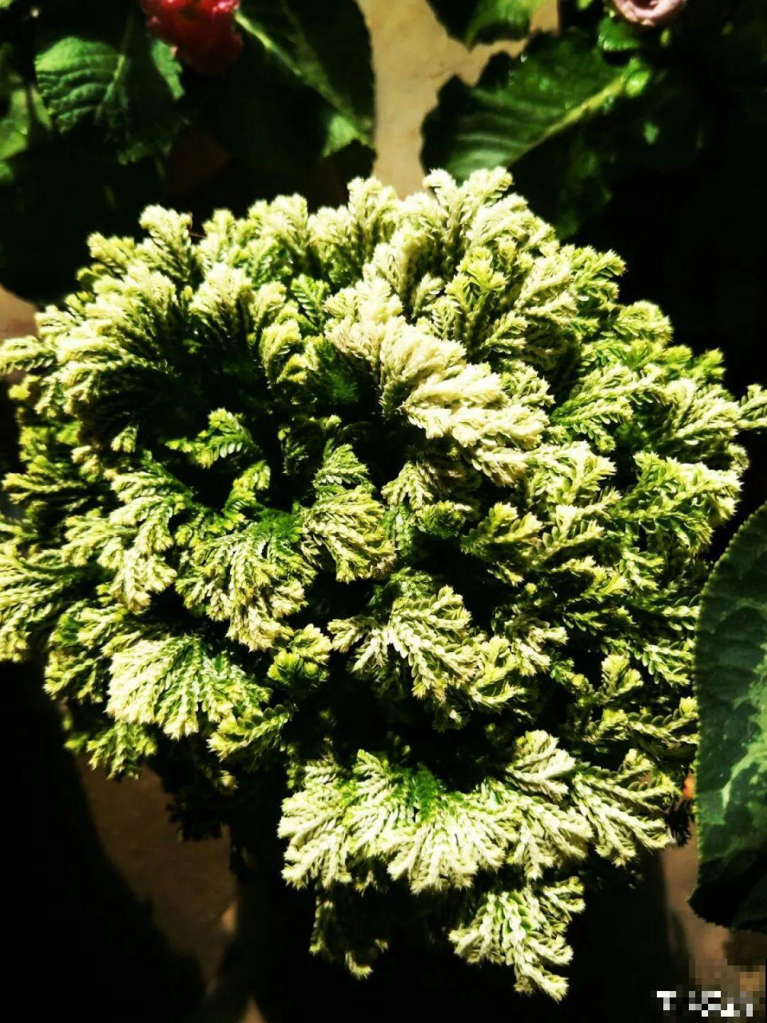 18种最好养的花大盘点，绿萝只能排倒第一！