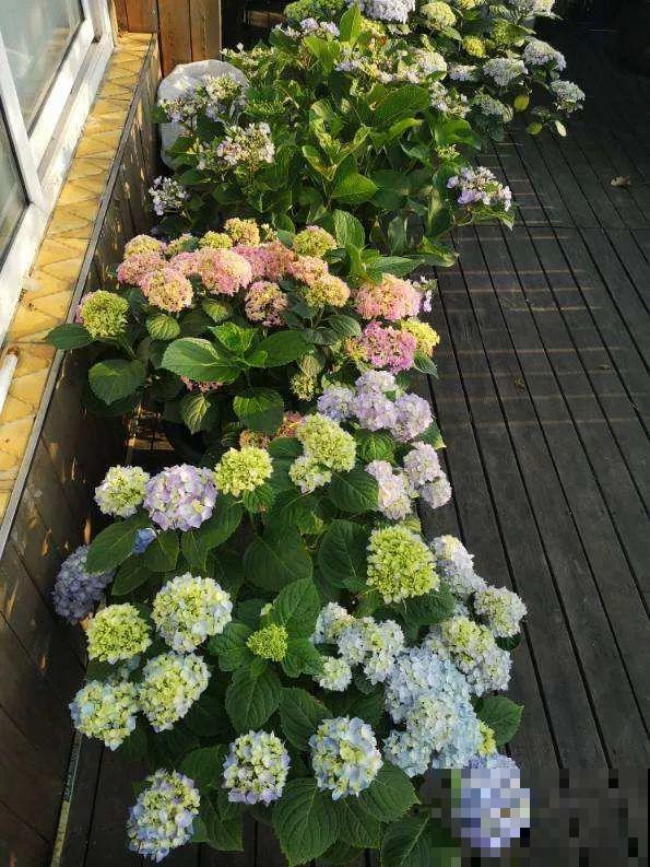 30种耐阴花，室内光照不佳，也能全年开花！