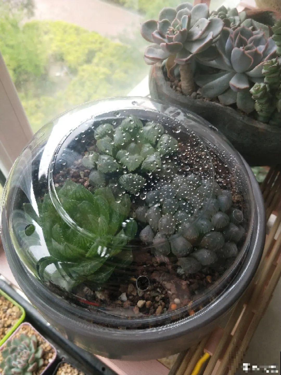 夏天到了，这10种花不能晒，否则干枯黄叶死翘翘