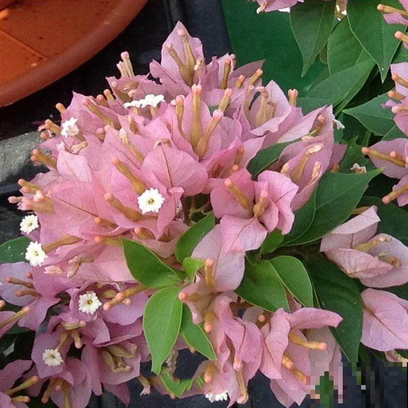 超耐热的三角梅，30℃仍然疯狂开花，爬成一面大花墙！