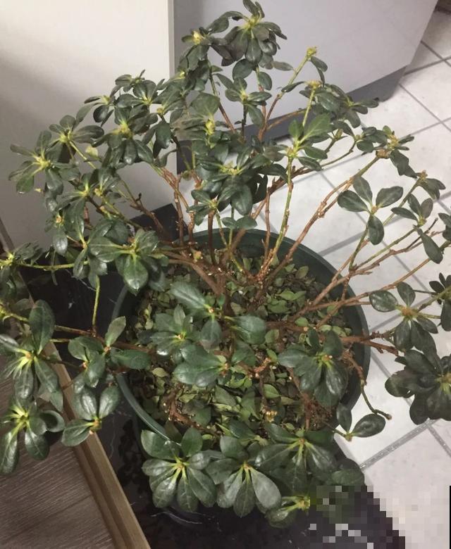 8种花,天热不能换盆,换了3天必死! 8种花,天热不能换盆,换了3天必死!