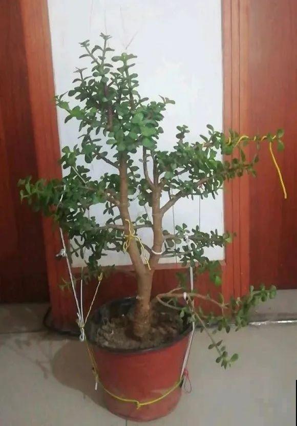 虎皮兰,红掌,吊兰养成老桩,变成大树,真壮观! 虎皮兰,红掌,吊兰养成老桩,变成大树,真壮观!