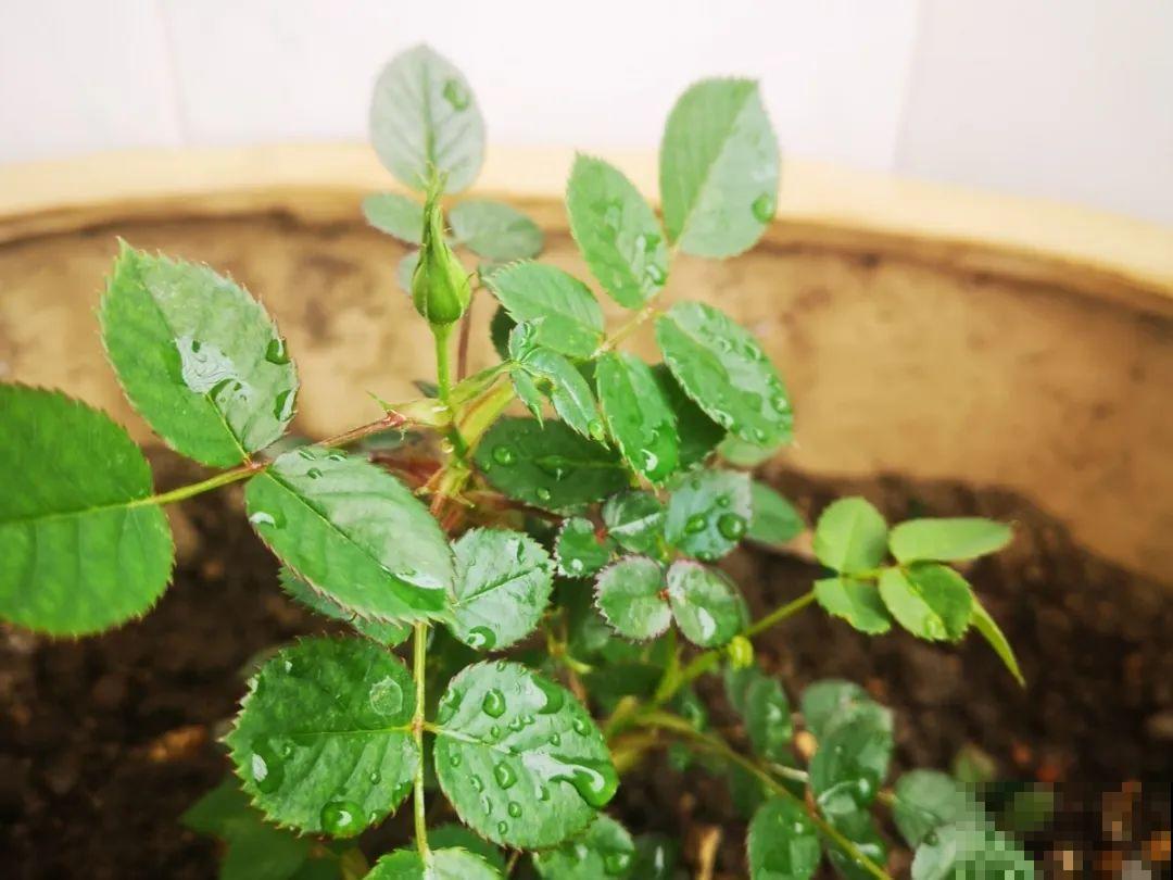 自制杀菌水、杀虫水，3天给花喷一次，虫病全扫光！