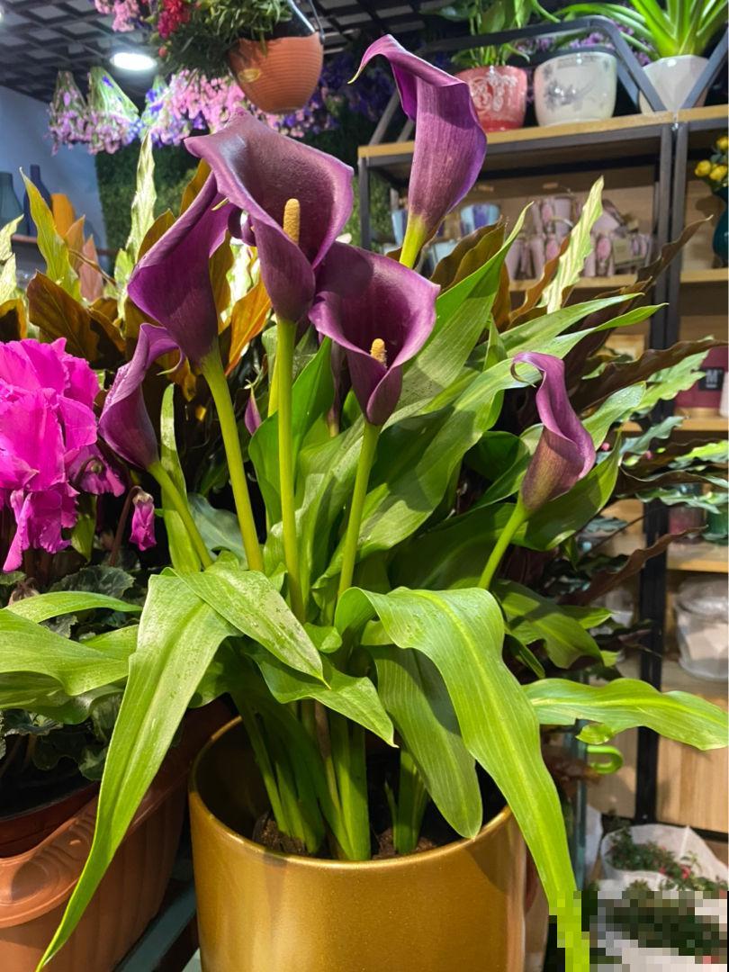 天热就养这5种花,越热越浇水,呼呼长爆盆 天热就养这5种花,越热越浇水,呼呼长爆盆