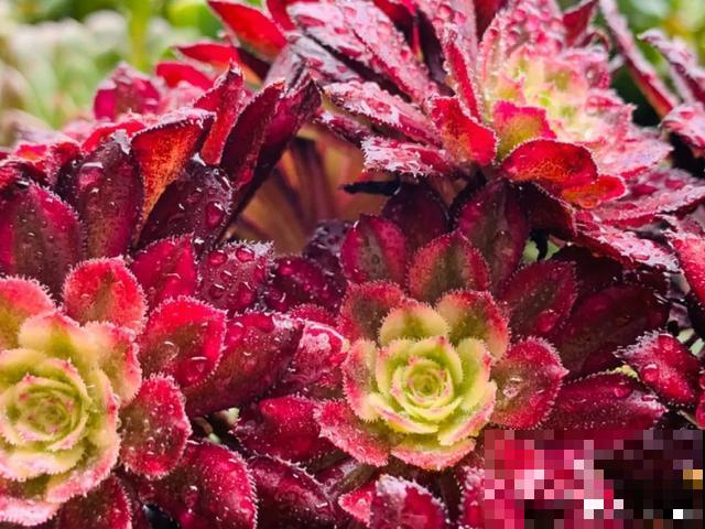 夏天花会休眠,别施肥,否则都毒死了 夏天花会休眠,别施肥,否则都毒死了