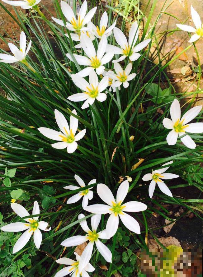 这3种花，一听名字就不想养，结果开花惊艳众人！