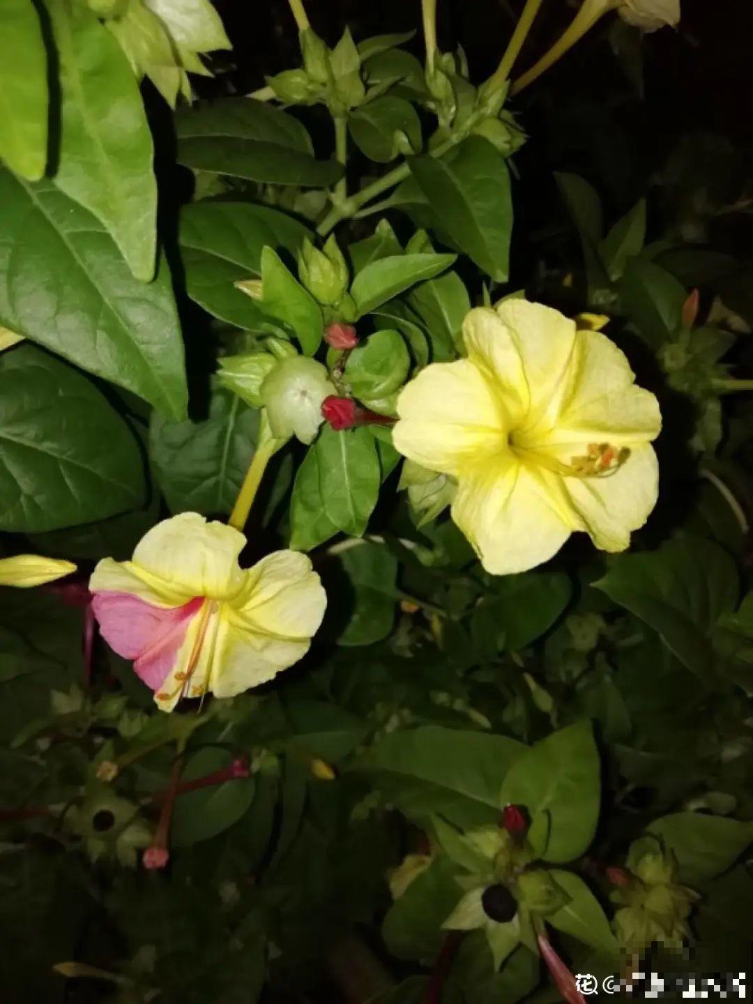 9种花可以预测天气，一开花就说明要下雨了！