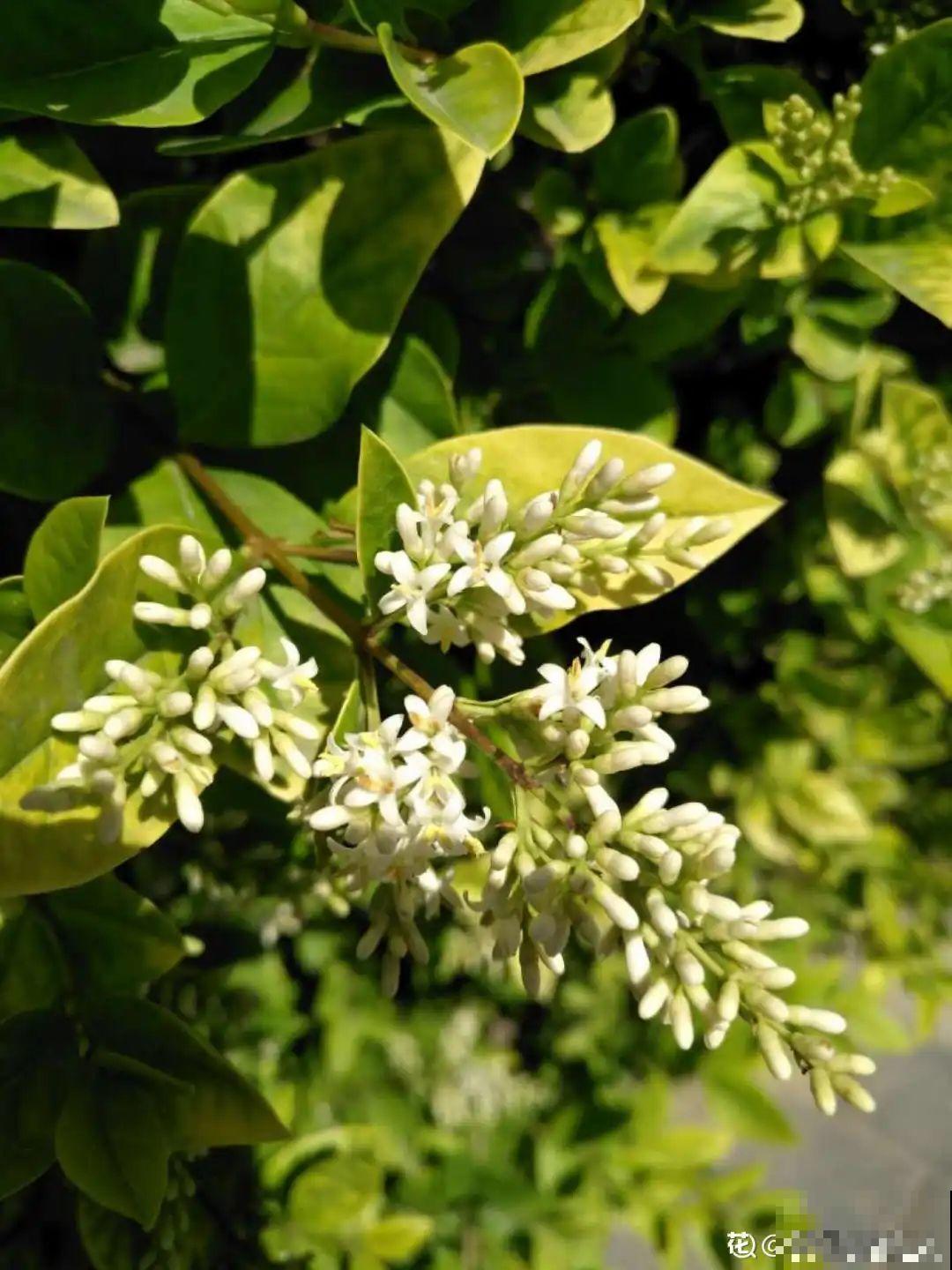 路边养6种花,香味能传3里地,香掉你的鼻子! 路边养6种花,香味能传3里地,香掉你的鼻子!