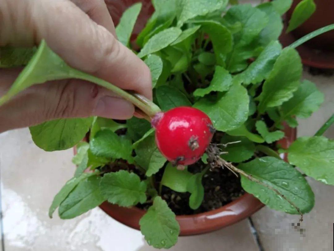 花盆里种点菜,割一茬长一茬,买菜不花钱 花盆里种点菜,割一茬长一茬,买菜不花钱