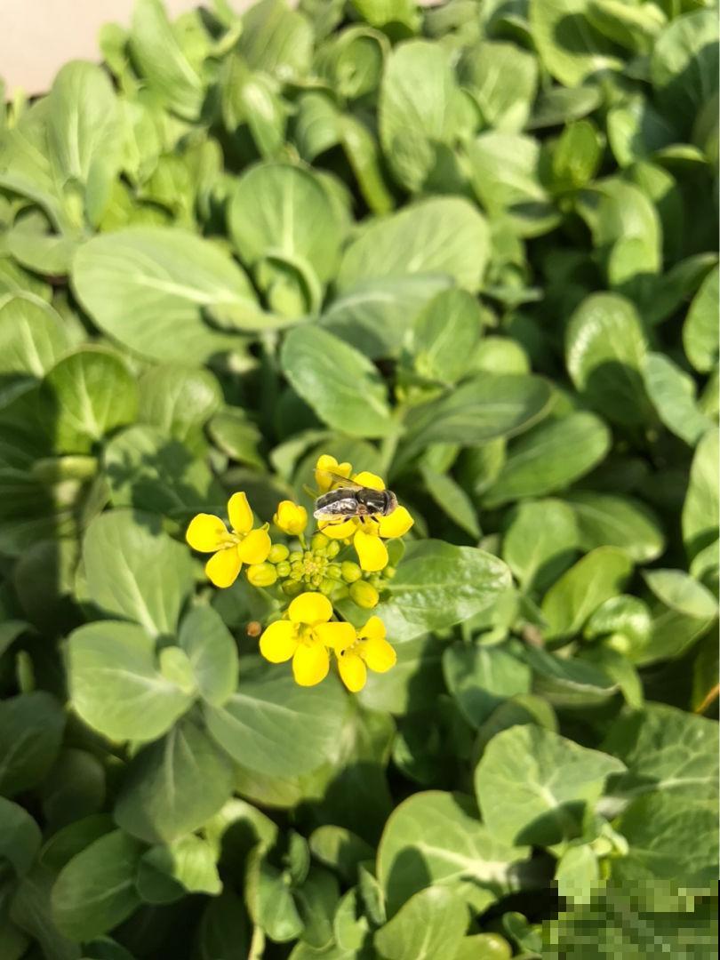 养花晒太阳很重要,关于晒太阳的误区,你中了哪几个? 养花晒太阳很重要,关于晒太阳的误区,你中了哪几个?