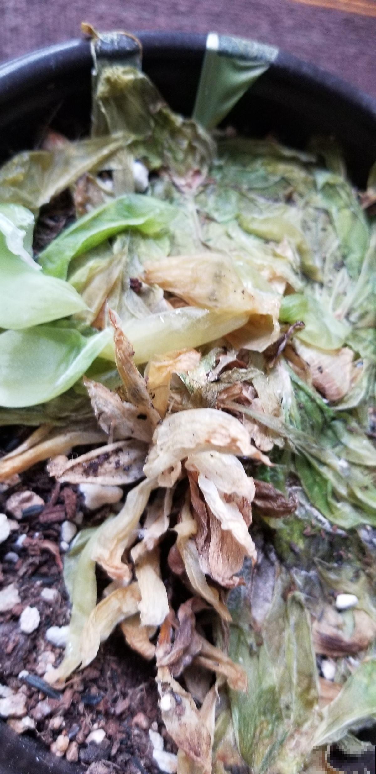 夏天多肉易黑腐，注意3个要点，安稳度夏