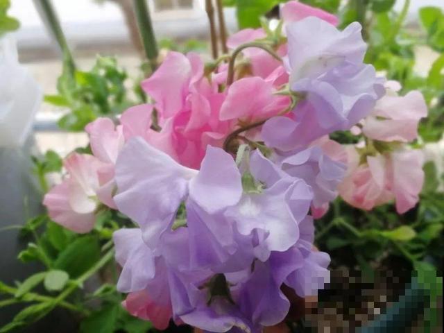 活的“香水花”，开一朵，家里香气飘飘！