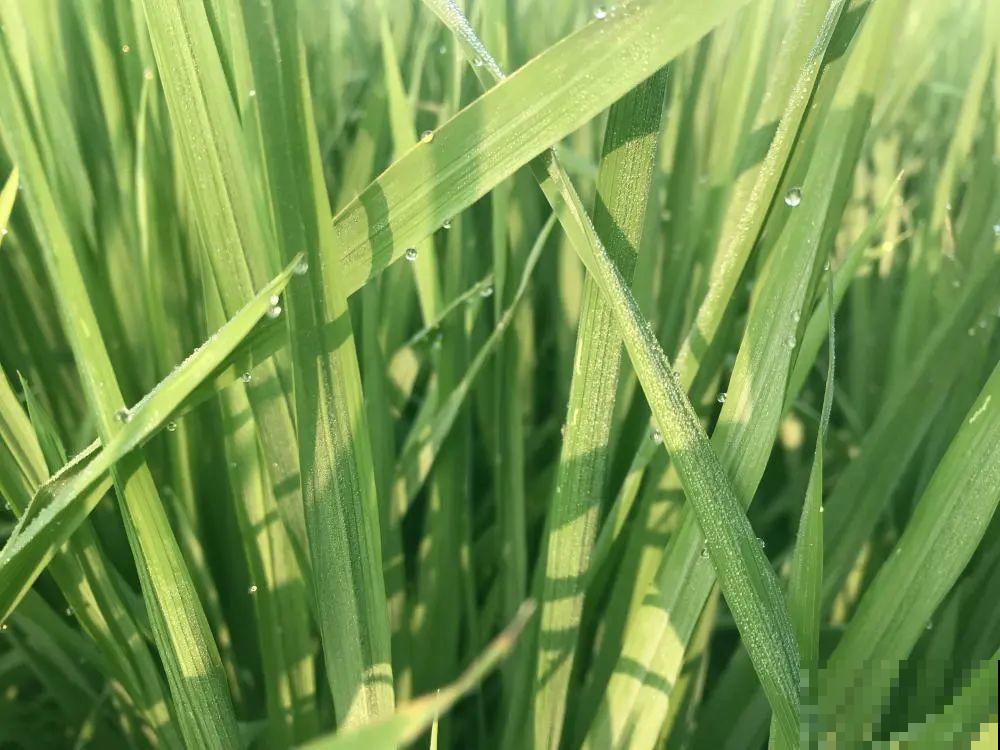 9种花可以预测天气，一开花就说明要下雨了！