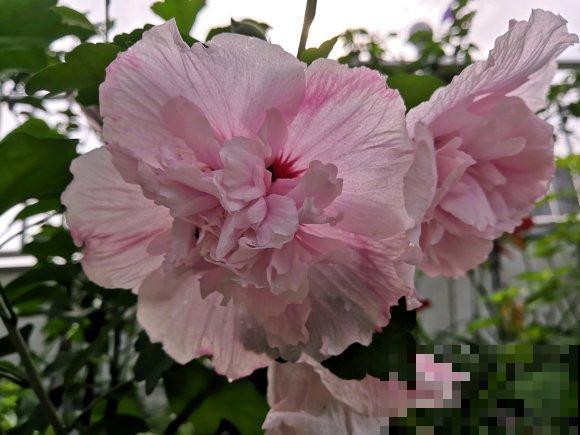 路边的木槿花开了,老人摘了一大筐,上锅蒸比肉还香! 路边的木槿花开了,老人摘了一大筐,上锅蒸比肉还香!