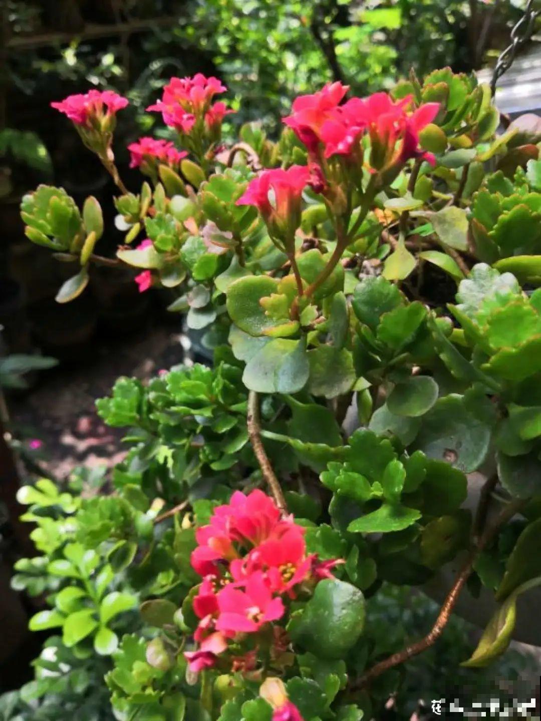 家里养这20种花,呼呼开花,花多得看不见叶 家里养这20种花,呼呼开花,花多得看不见叶