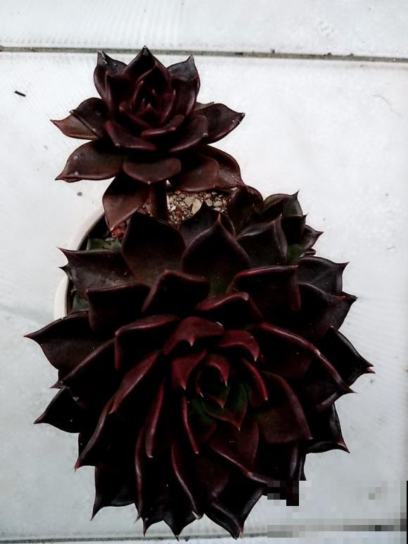 谁说北阳台不能养多肉?这些耐阴品种,照样长得美美的! 谁说北阳台不能养多肉?这些耐阴品种,照样长得美美的!