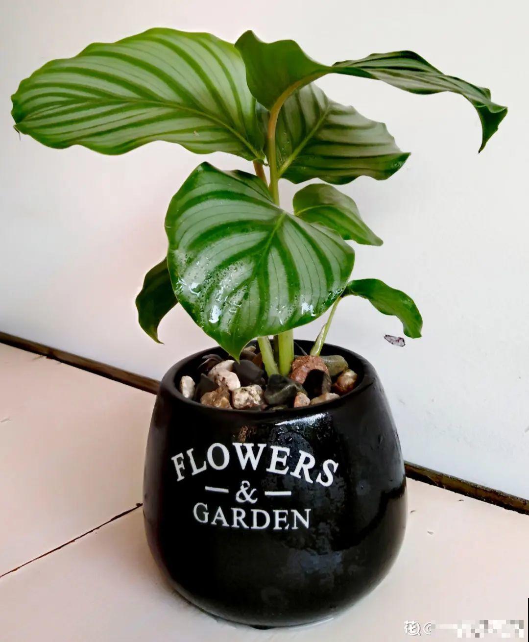 7种花就是饮水机,一天不喝水,叶子全瘪了! 7种花就是饮水机,一天不喝水,叶子全瘪了!