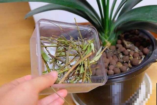柳树皮养花有神效，效果堪比催芽剂，花草猛长根系旺！