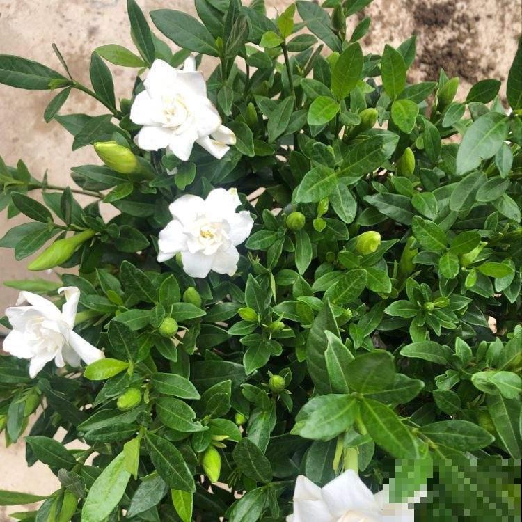 栀子花也能结种子？埋土里播出好几棵苗，再也不用花钱买！