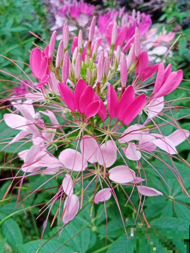 3种花开花就像小蝴蝶，好养皮实，种上一片美翻了