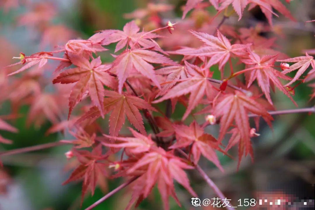 10种花，有气质、特清新，最适合房间里养！
