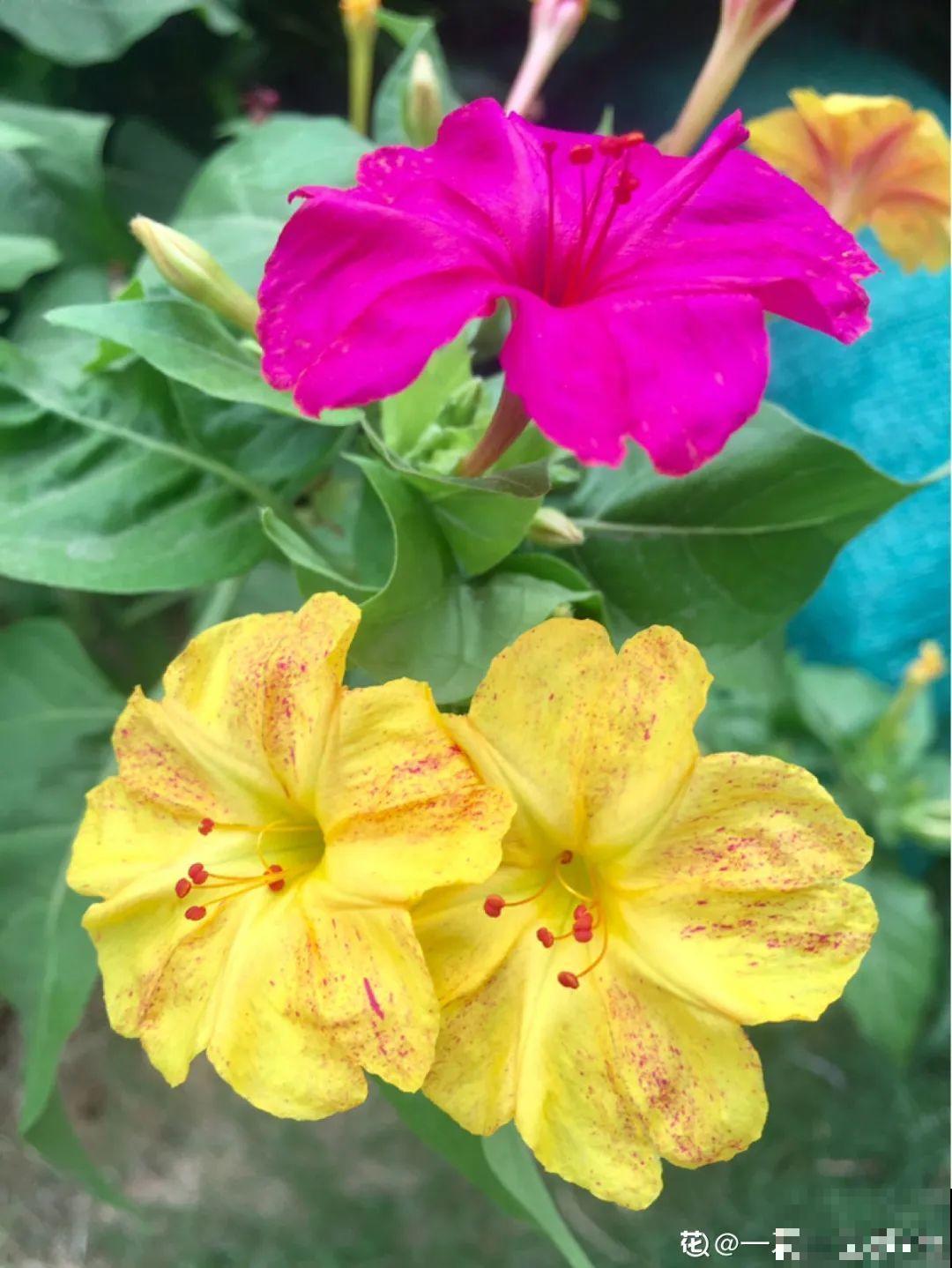 大门口养这几种花，开花就是一大片，邻居都跑来看！