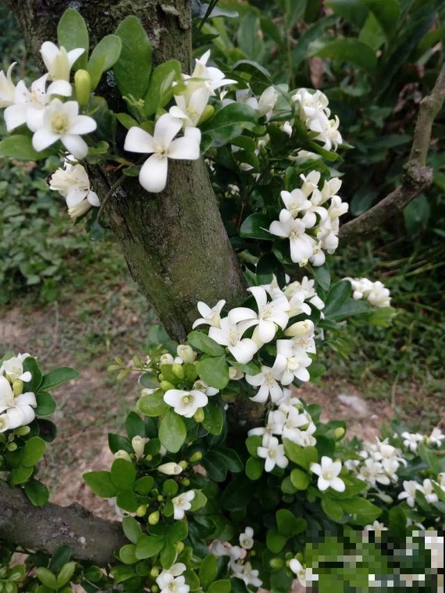 路边养6种花,香味能传3里地,香掉你的鼻子! 路边养6种花,香味能传3里地,香掉你的鼻子!