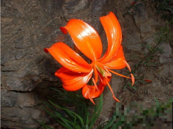 这6种花,不但长得好看,还可以入药! 这6种花,不但长得好看,还可以入药!