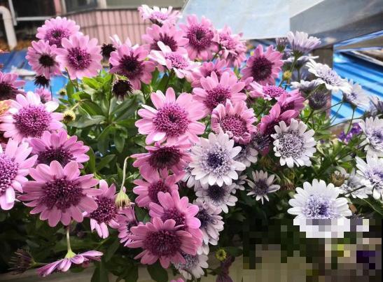 不会判断休眠期，难怪你家的花，夏天总是死！