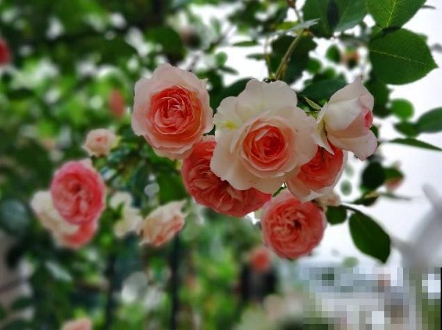 13种月季花，丰花勤花、花期超长，你能认出几种？