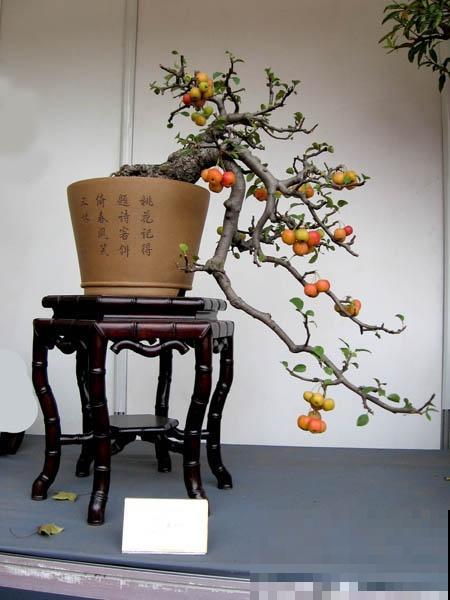 极品水果盆景,黄澄澄的果子挂满枝,太诱人了! 极品水果盆景,黄澄澄的果子挂满枝,太诱人了!