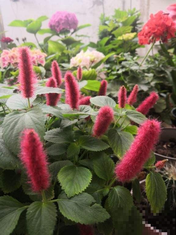 家里养盆“尾巴花”，开花毛茸茸，养一盆太吸睛