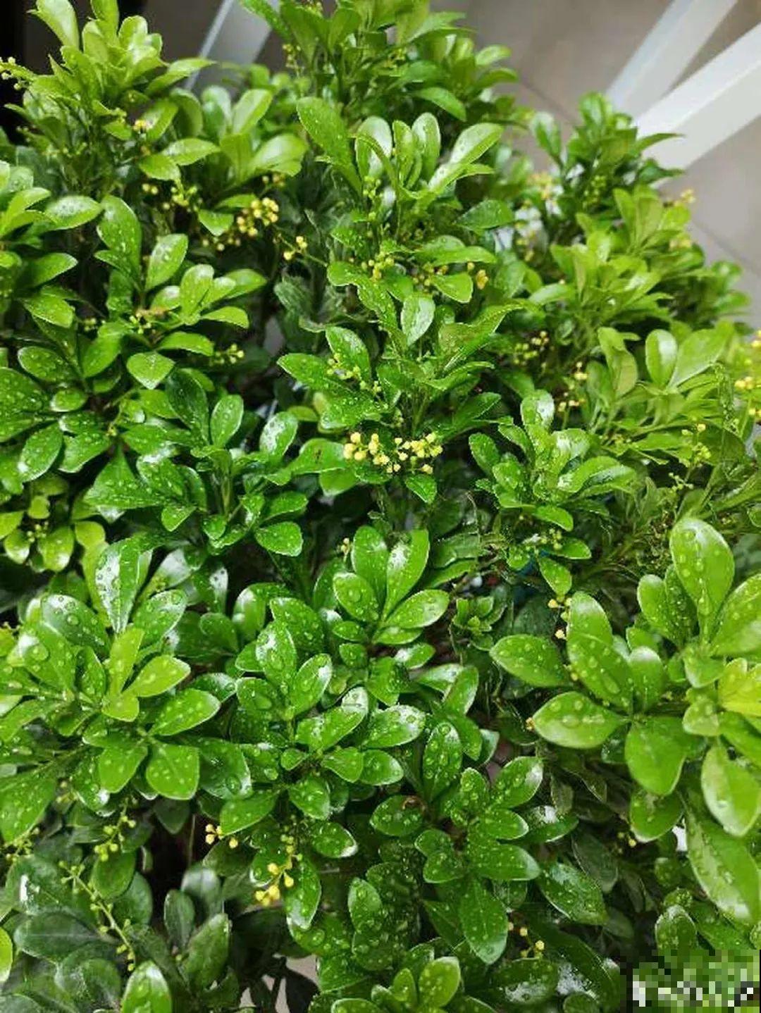 20种花,夏天这么浇水,长得快、开花多! 20种花,夏天这么浇水,长得快、开花多!