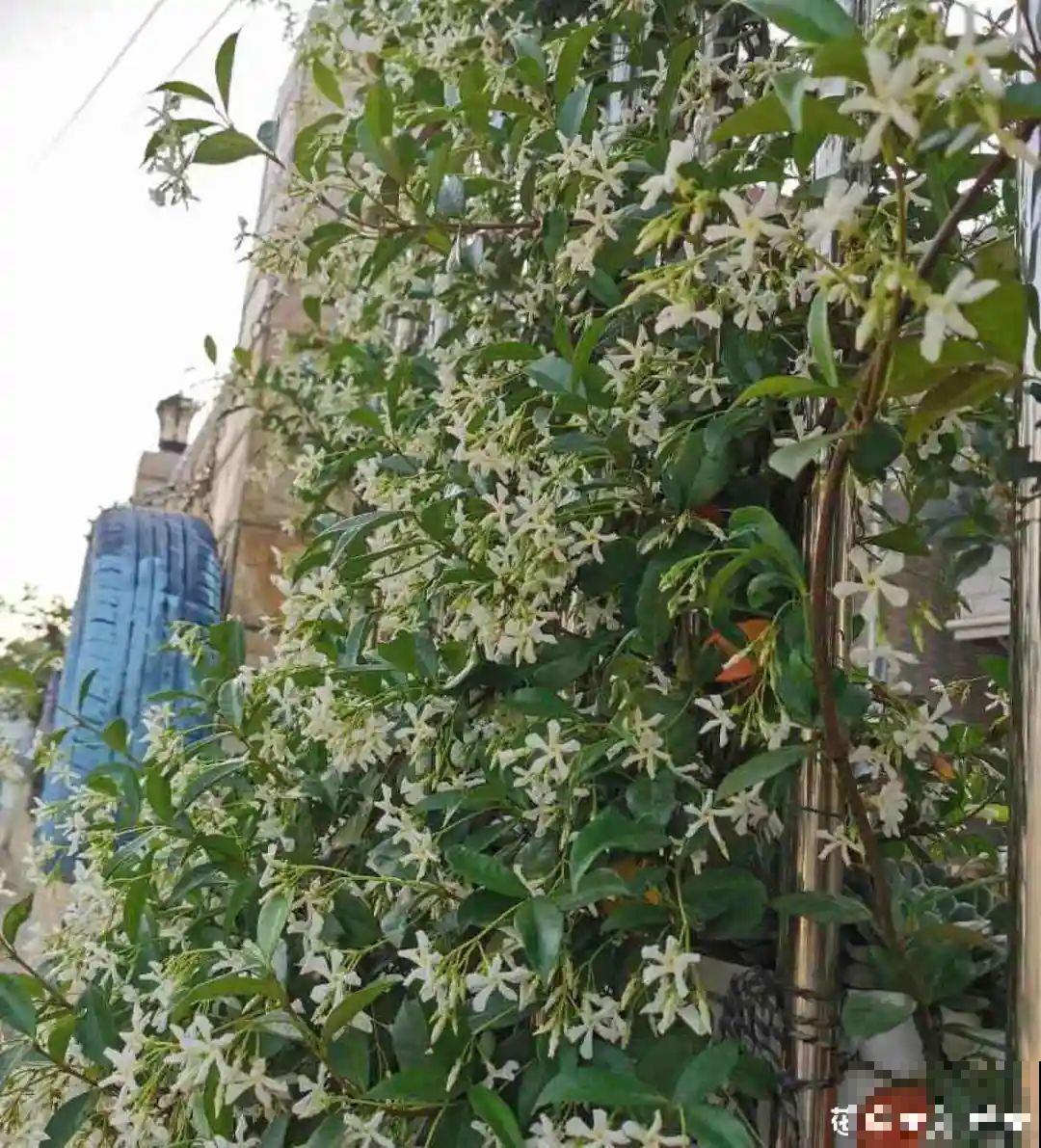 这20种花，晒不死、热不死，天热一直狂开花！