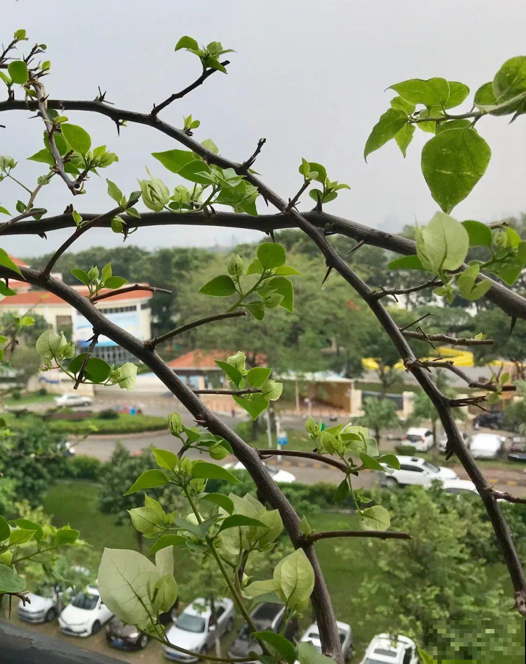 叶子唰啦全剪了，竟然冒出满盆花苞，神奇！