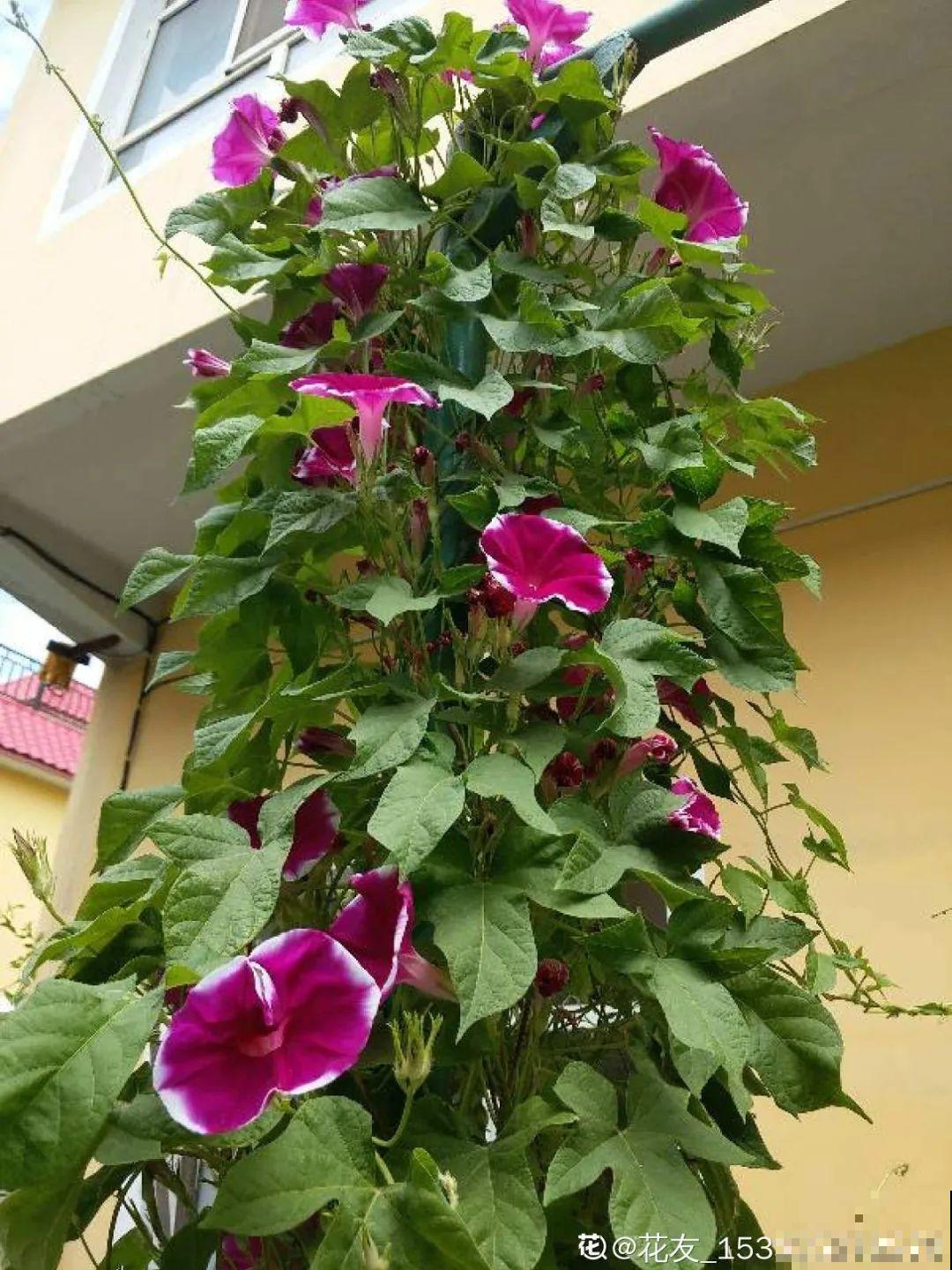 家里养这花，开成了花帘子，邻居都有眼福了！