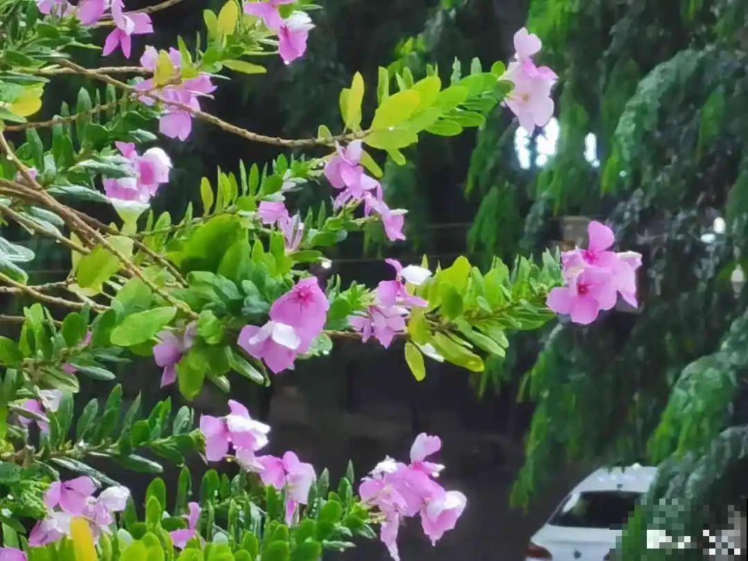 7种花最干净,门口、窗台放一盆,蚊虫不敢靠近! 7种花最干净,门口、窗台放一盆,蚊虫不敢靠近!