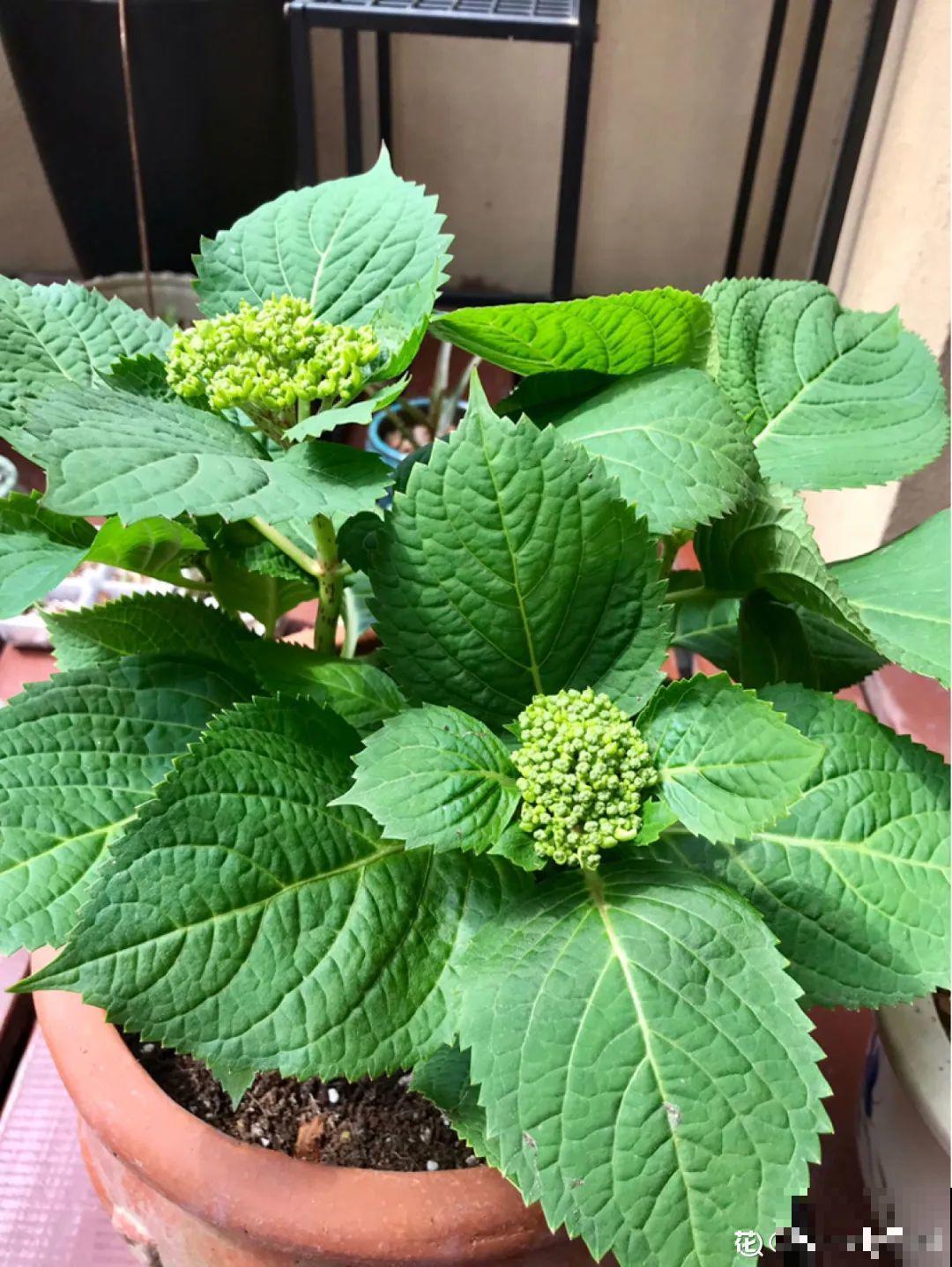 常见8种花，到花期还不开，赶紧剪一刀，花苞嗖嗖冒！