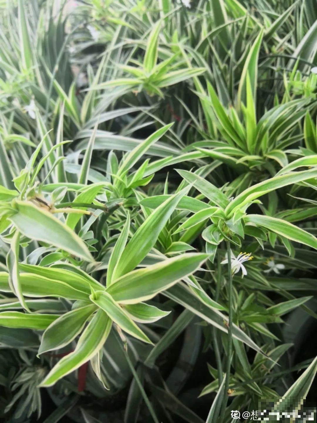10种吊兰,耐阴又好看,叶子美得像一幅画! 10种吊兰,耐阴又好看,叶子美得像一幅画!