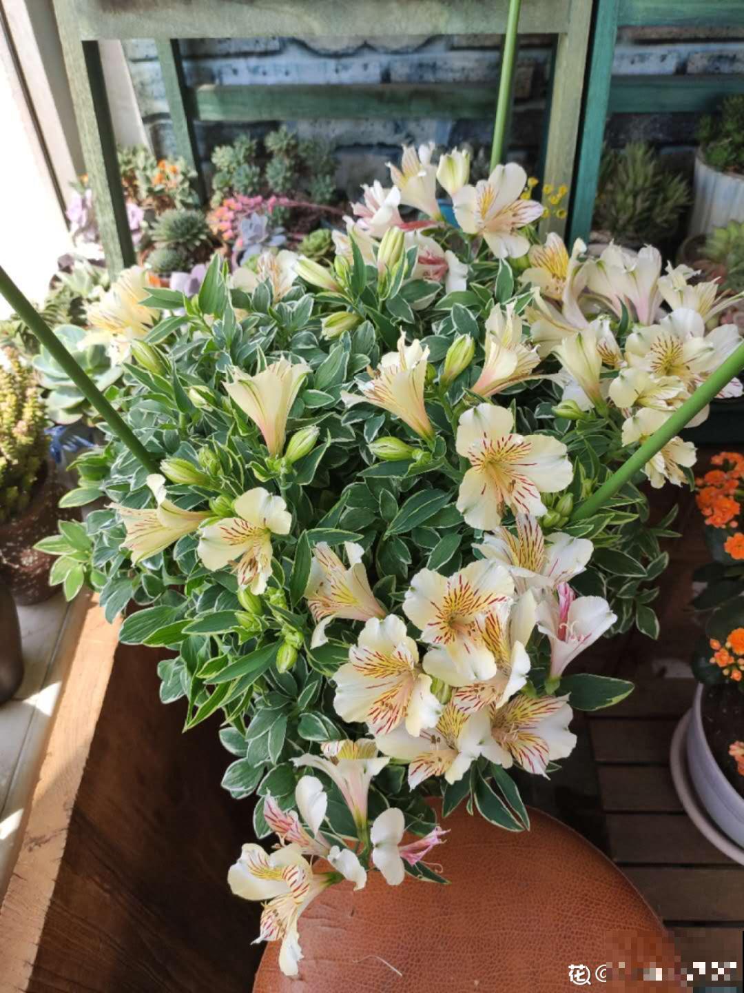 9种花真是老酒鬼，5天一小杯，叶子绿得像打蜡！
