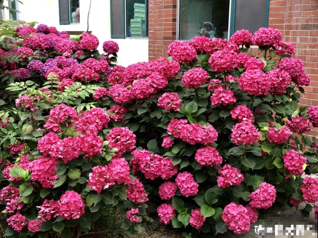 3种花掐个枝就能养，一周内就生根，省下一大笔买花钱