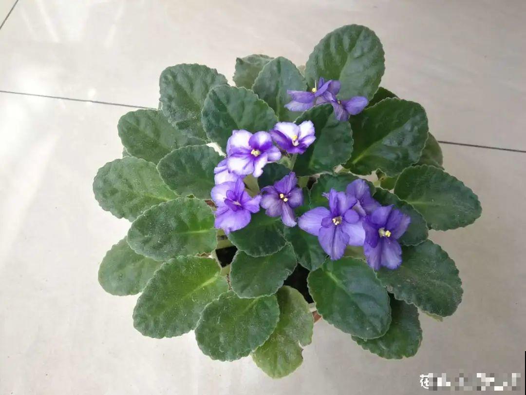 12种花，适合夹缝里养，不占地儿、开花最多！