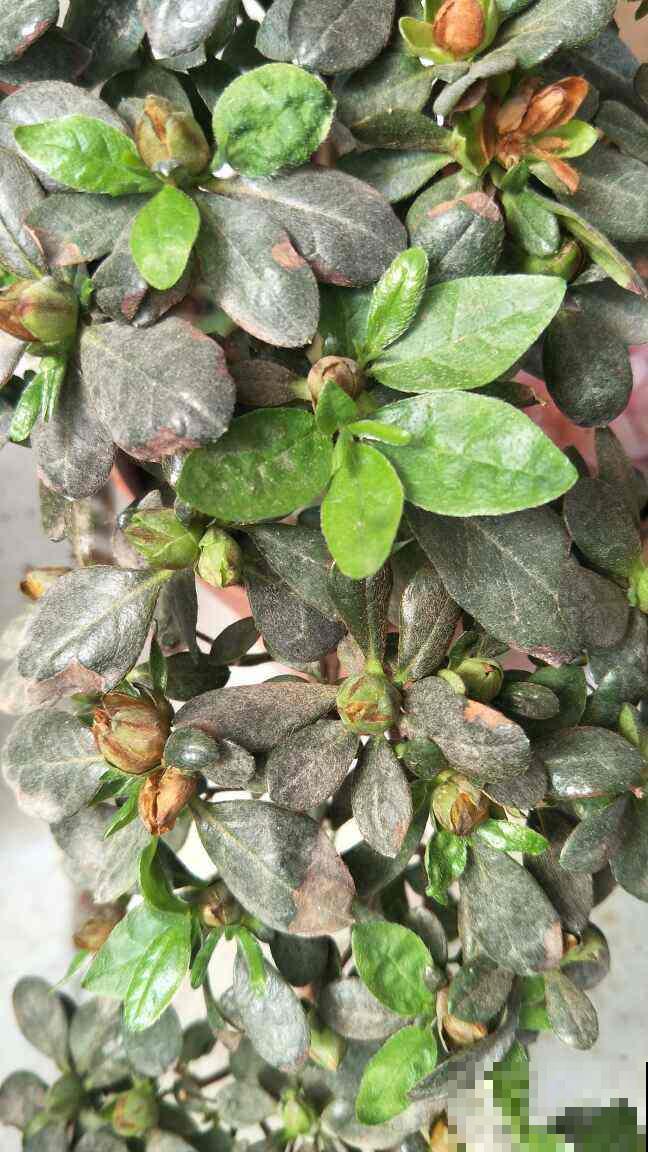 植物烂根前有信号,记住这5点,能及时补救 植物烂根前有信号,记住这5点,能及时补救