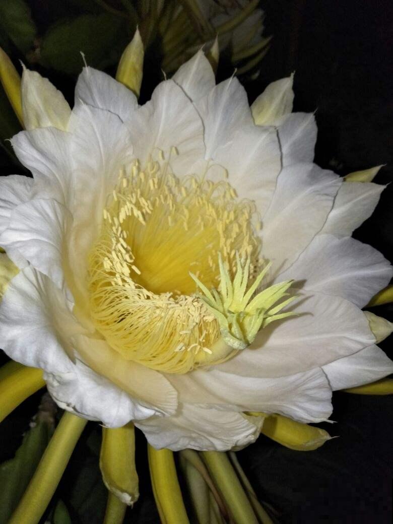 农村常见的花,摘下来还能做菜吃,味道比鸡肉还鲜美 农村常见的花,摘下来还能做菜吃,味道比鸡肉还鲜美