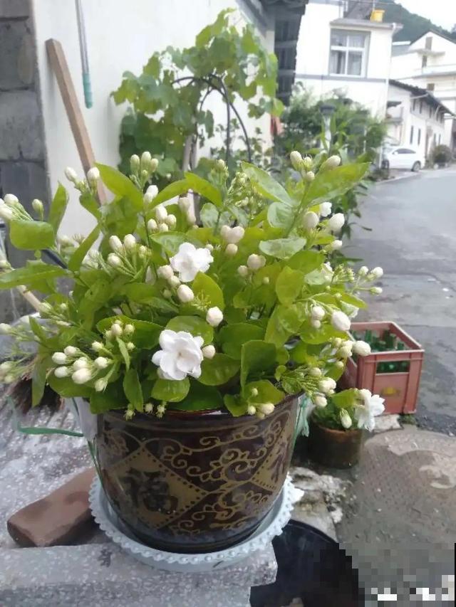 超耐晒的茉莉花,30℃高温照样开,满屋子都是香气! 超耐晒的茉莉花,30℃高温照样开,满屋子都是香气!